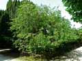 Rhamnus catharica