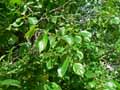Rhamnus catharica