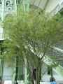 Rhamnus frangula Asplenifolia