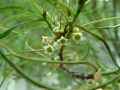Rhamnus frangula Asplenifolia