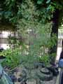 Rhamnus frangula Asplenifolia