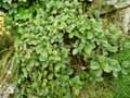 Rhamnus pumila