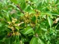 Rhamnus taquetii