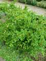 Rhamnus taquetii