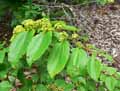 Ziziphus mucronata