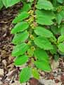 Ziziphus sp.