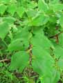 Ziziphus sp.