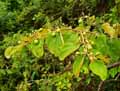 Ziziphus sp.