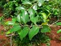 Ziziphus spina-christi
