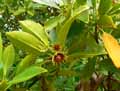 Bruguiera gymnorrhiza