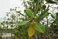Rhizophora mucronata