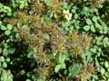 Acaena argentea