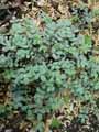 Acaena caesiiglauca