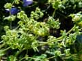 Alchemilla conjuncta