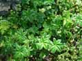 Alchemilla conjuncta