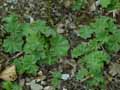 Alchemilla lapeyrousii