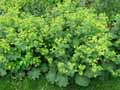 Alchemilla mollis
