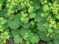 Alchemilla mollis