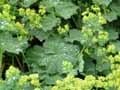 Alchemilla mollis