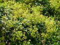 Alchemilla mollis