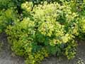 Alchemilla mollis