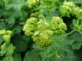 Alchemilla mollis