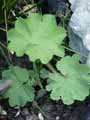 Alchemilla vulgaris