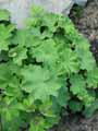 Alchemilla vulgaris
