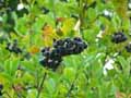 Aronia melanocarpa