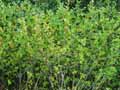 Aronia melanocarpa