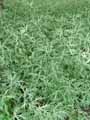Rosaceae-Aruncus-aesthusifolius-Fabiana-imbricata-Fabiana-imbriquee-Pichi-Peta-Romero.jpg