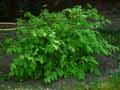 Aruncus dioicus