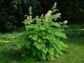 Aruncus dioicus