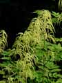 Aruncus dioicus