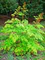 Rosaceae-Aruncus-dioicus-Aronce-dioique-Barbe-de-bouc-Reine-des-bois.jpg