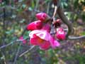Chaenomeles japonica