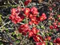 Chaenomeles japonica