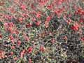Chaenomeles japonica