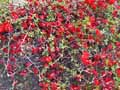 Rosaceae-Chaenomeles-speciosa-Simonii-Cognassier-du-Japon-Cognassier-a-fleurs-Pommier-du-Japon.jpg