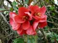 Rosaceae-Chaenomeles-x-Superba-Cognassier-a-fleurs.jpg