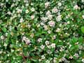 Rosaceae-Cotoneaster-dammeri-Cotoneastre-de-Dammer.jpg