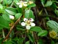 Cotoneaster dammeri Eichholz