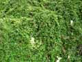 Rosaceae-Cotoneaster-dammeri-Eichholz-Cotoneastre-rampant.jpg