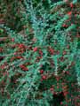 Rosaceae-Cotoneaster-horizontalis-Cotoneastre-rampant-Cotoneastre-horizontal.jpg