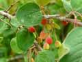 Cotoneaster integerrimus