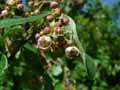 Cotoneaster melanocarpus var. laxiflora