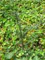Cotoneaster microphyllus var. thymifolius