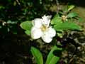 Crataegomespilus grandiflora