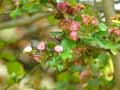 Crataegus laevigata Rubra Plena