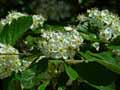 Crataegus pubescens stipulacea